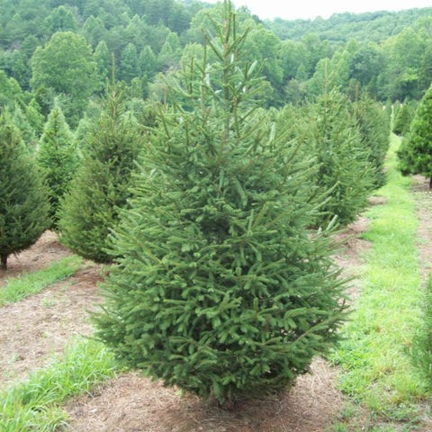 Pruned Norway Spruce | Nunton Lodge Farm